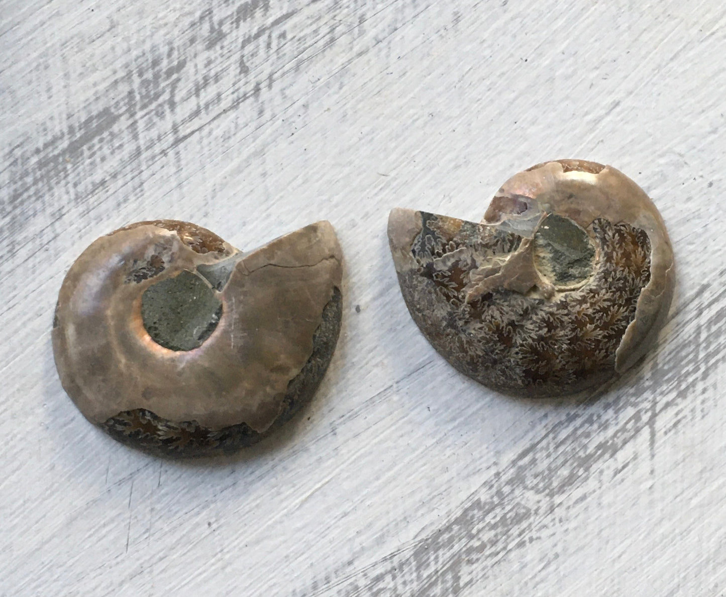 Ammonite Pair