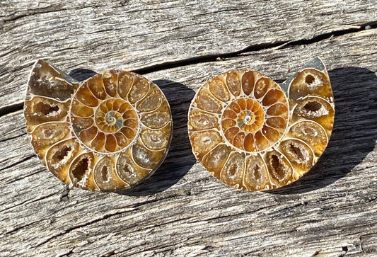 Ammonite Pair