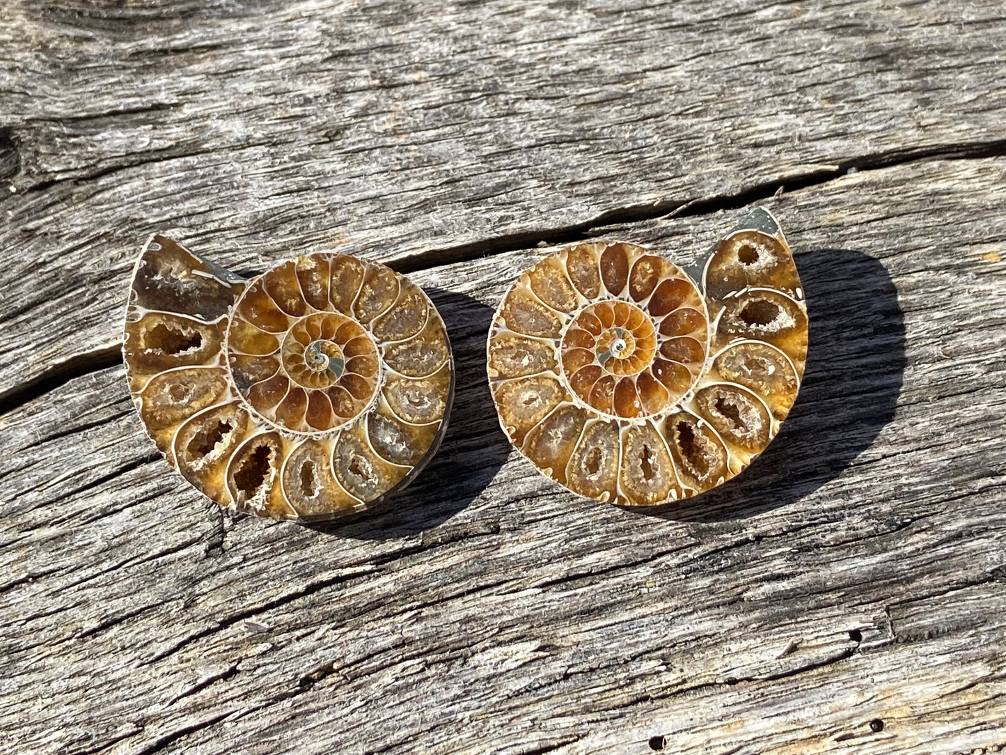 Ammonite Pair